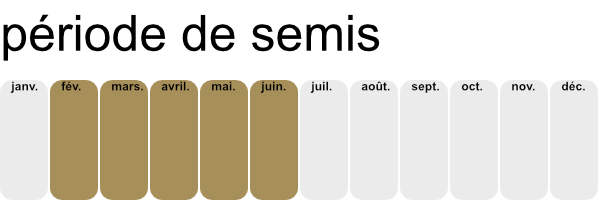 Période de semis des petits pois nain.